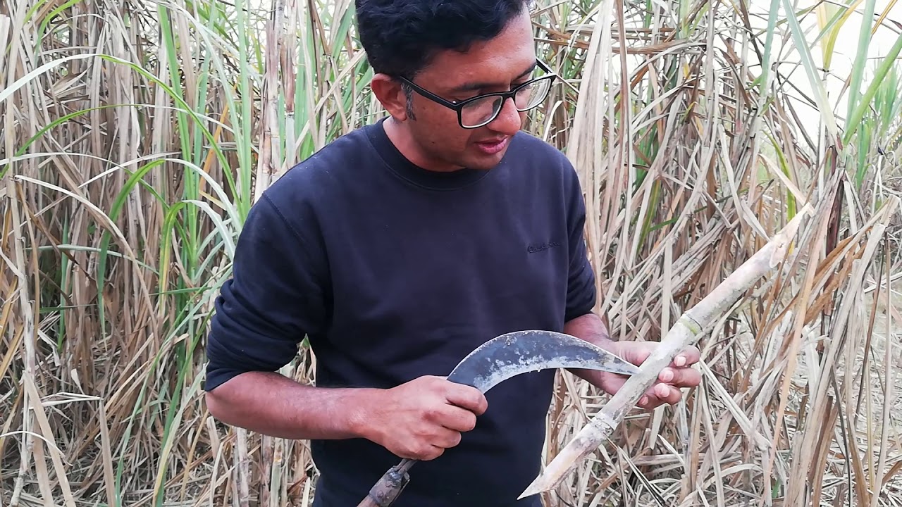 Sugarcane Red Rot or Rata Rog