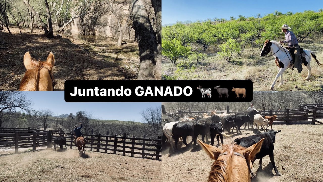 LOS PAISAJES BONITOS QUE SE MIRAN EN EL NORTE DE MEXICO ARREANDO GANADO🐮☀️, desde Mascareña, Sonora.