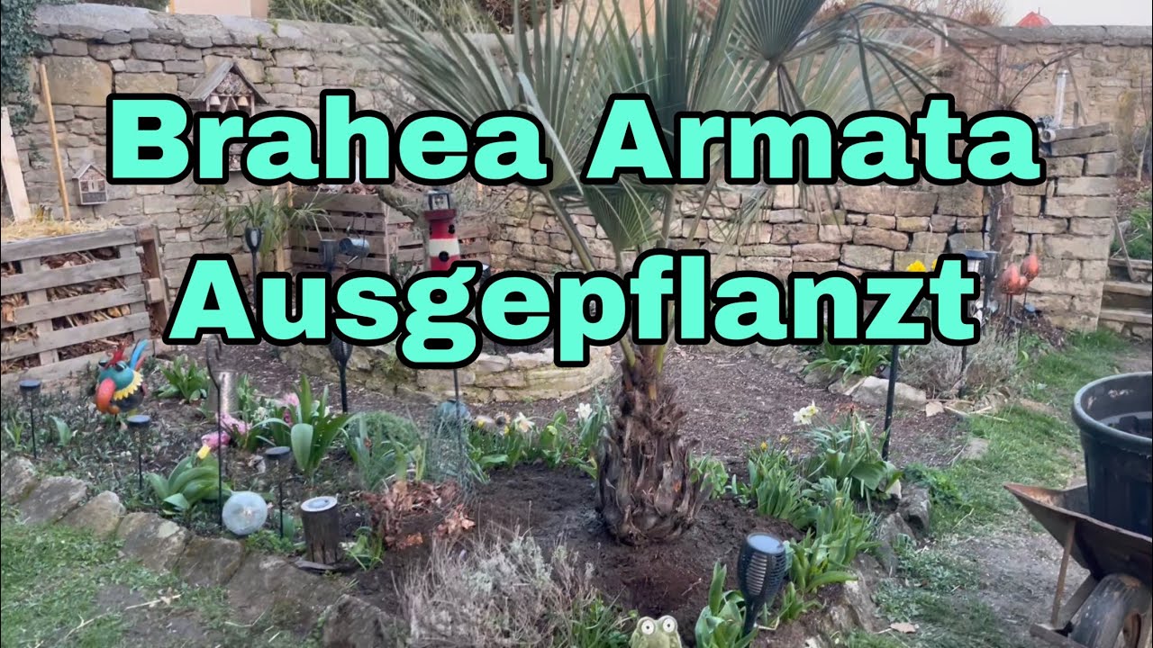 Brahea Armata ausgepflanzt in Deutschland