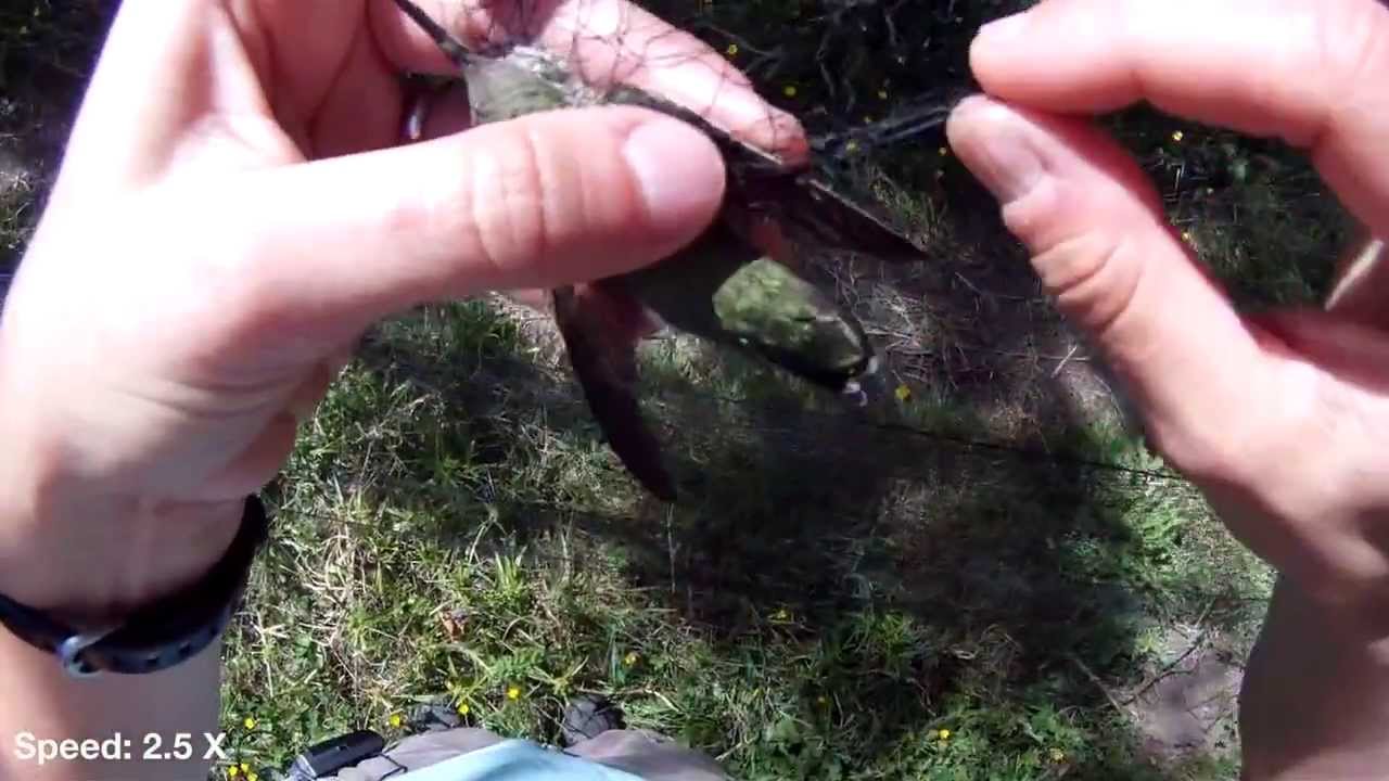 Bird-banding and Mist-netting with Point Blue
