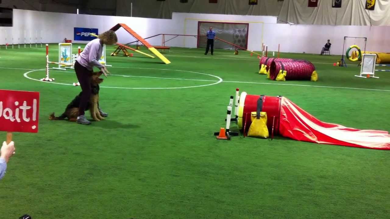 Eclipse Effervescence (Cava the Airedale) Masters Agility