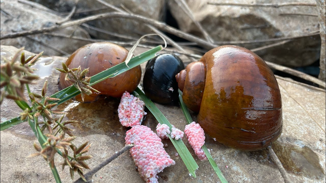 Wow,Snail,pongokhyang #insects  #satisfying  #nature  #nature  #nature  #bug  #share 