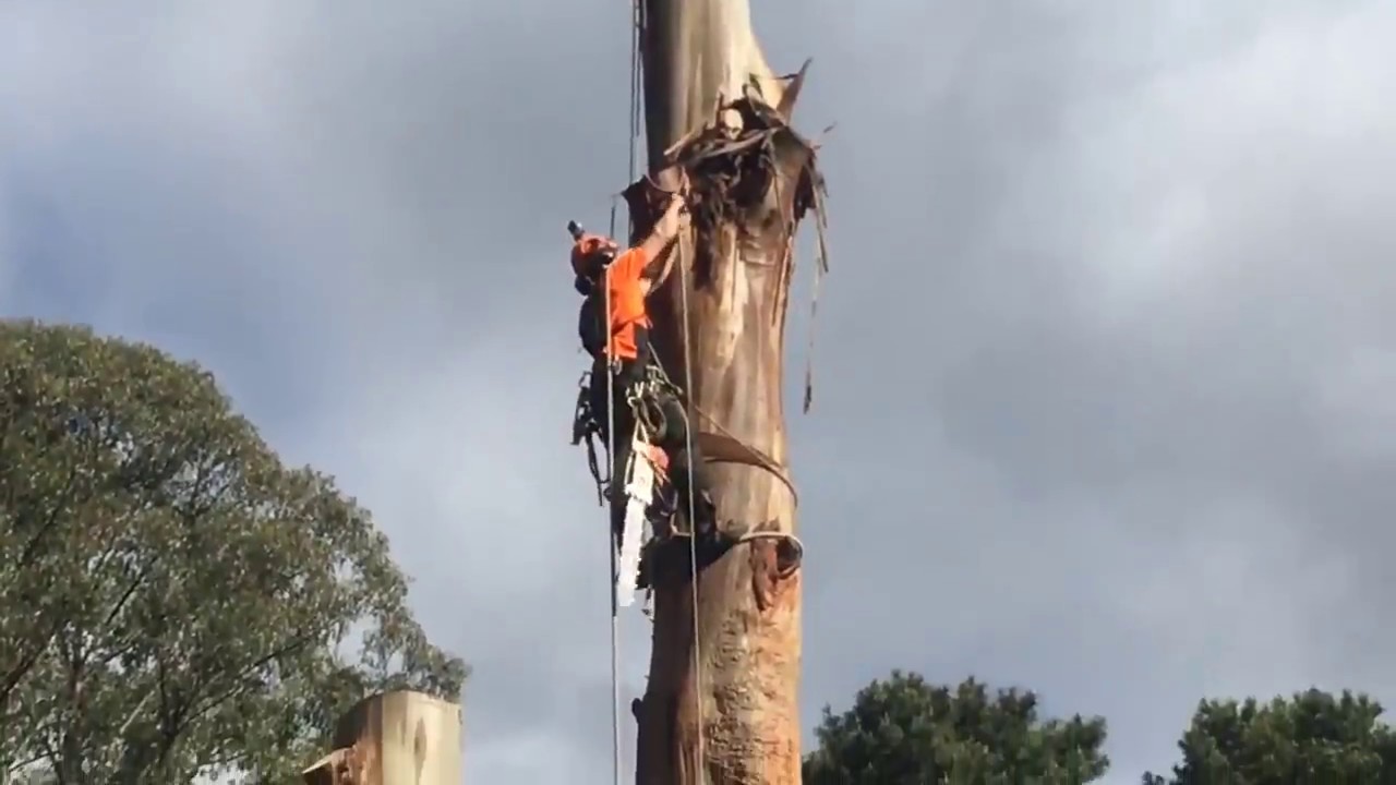 Tree Removal Arborist: Professional Tree Removal