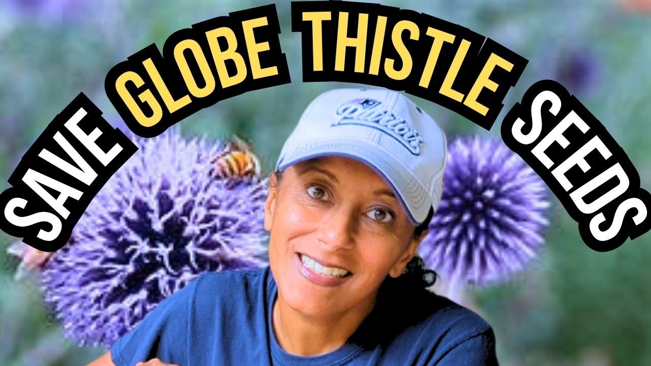 How To Collect Globe Thistle Seeds | Harvesting Echinops Seeds