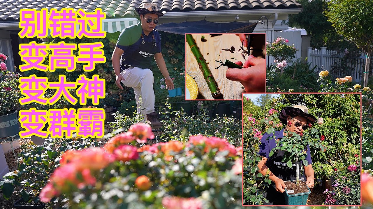 无根嫁接 树玫瑰（棒棒糖）园艺篇692