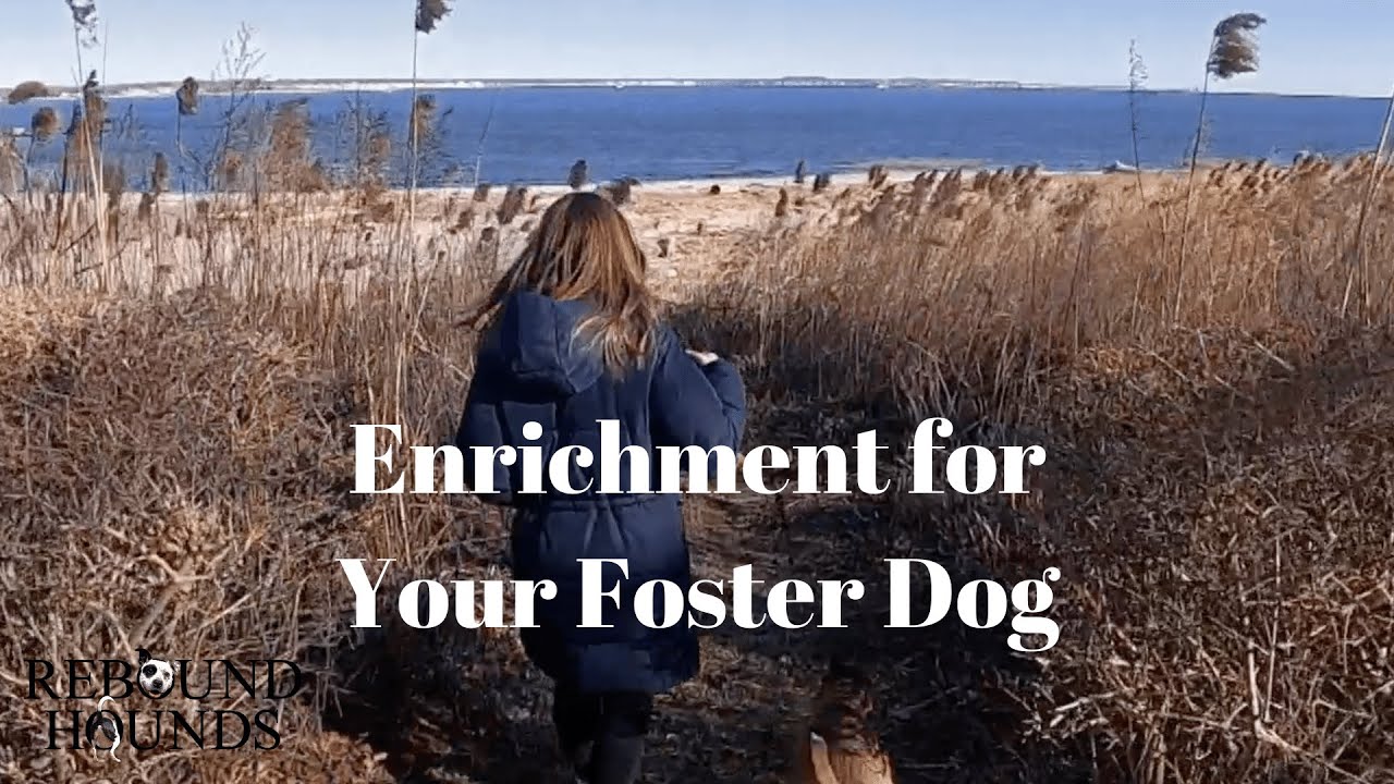 Enrichment for Your Foster Dog