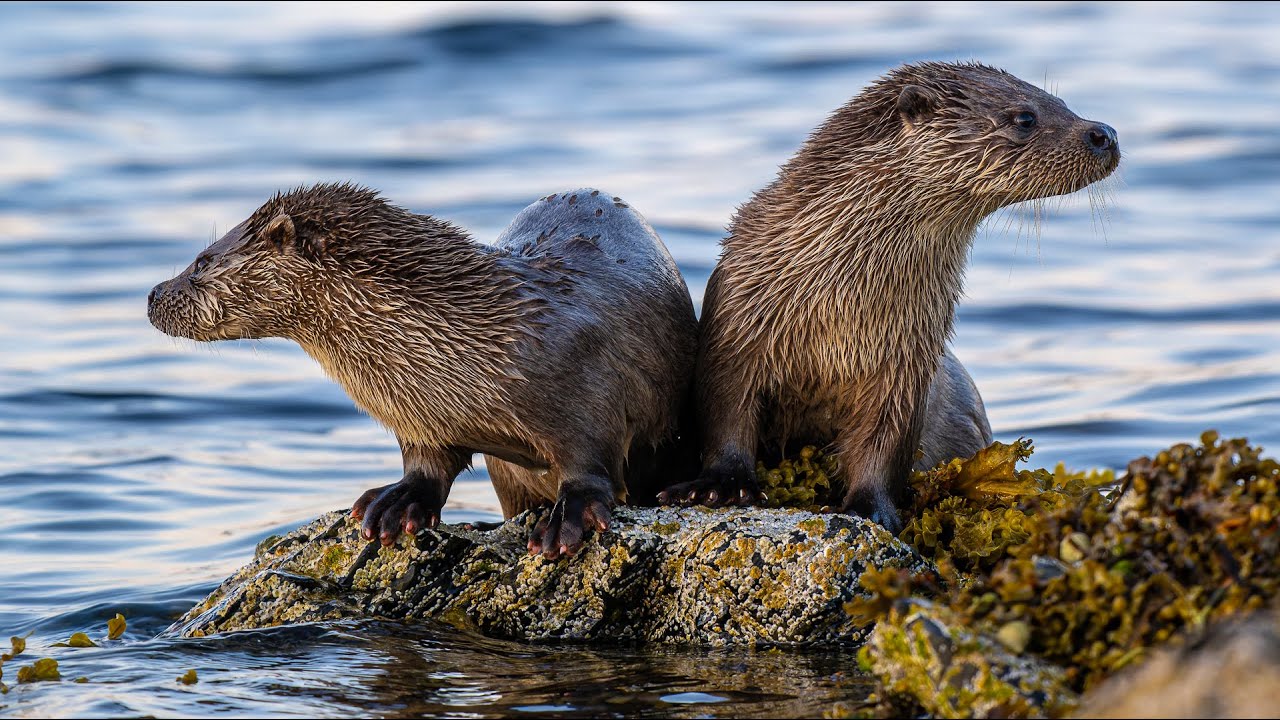 Shetland 2023