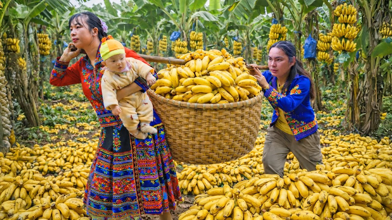 Harvesting Ripe Bananas - Making Delicious Fried Banana Fritters | SURVIVAL ALONE