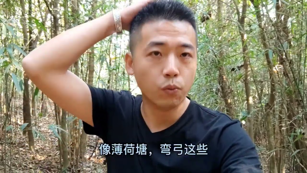 普洱文深入云南原始森林，一路遇野蜂和毒蛇，终见野生千年古茶树