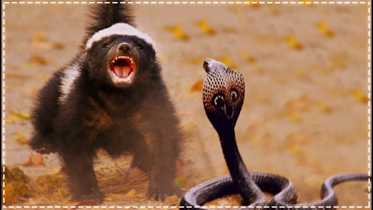 Miodożer (Ratel miodożerny).  Nieustraszony geniusz
