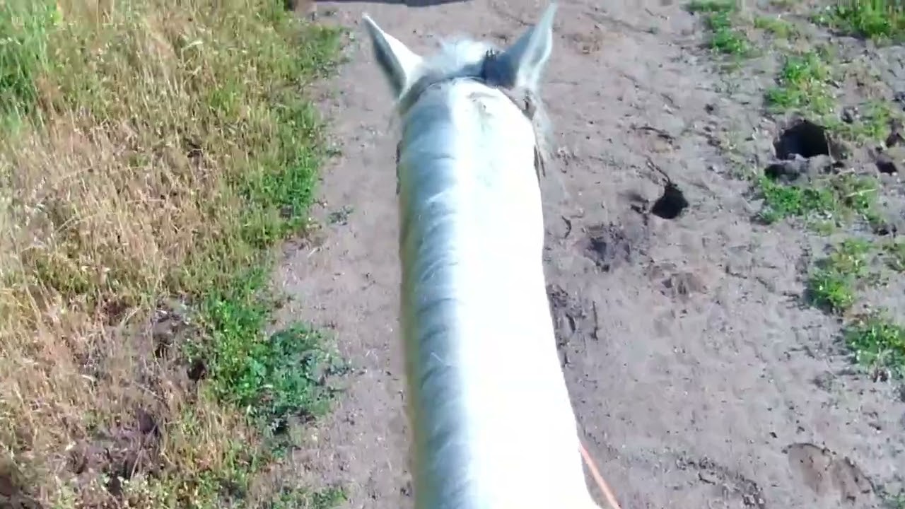 IRL RIDING~TRAIL RIDE!!!!! We galloped!