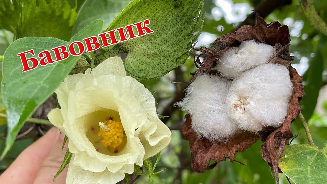 Бавовник - рослина родини мальвові. Сировина для пороху, тканини, медицини й харчової промисловості