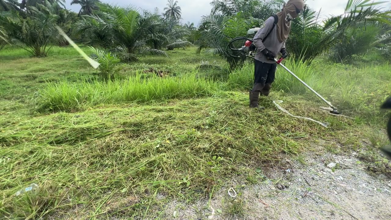rumput TEBAL santai je potong dengan ECHO
