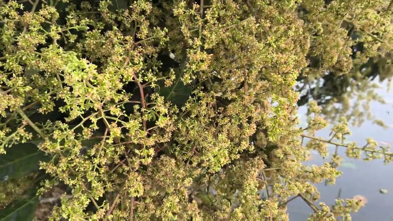 Mango Bud Explosion 2026 | Every Mango Tree Full of Buds | Rare Mango Flowering Season
