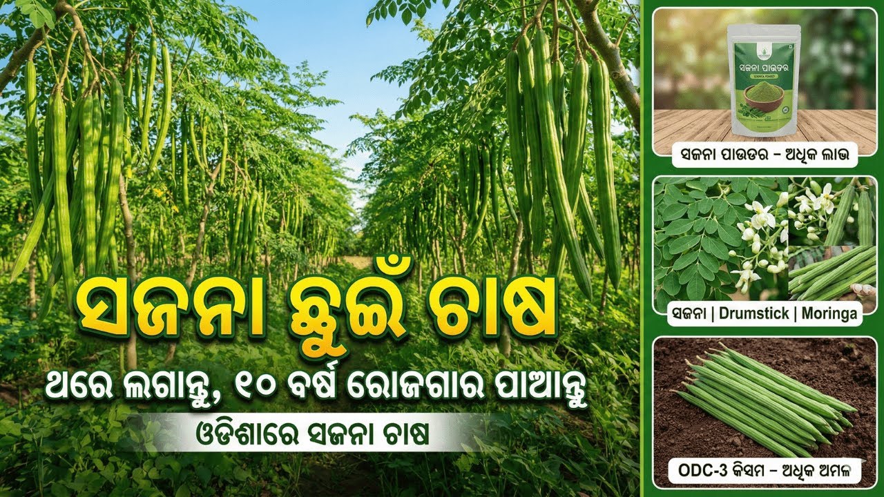ସଜନା ଚାଷ: ଥରେ ଲଗାନ୍ତୁ, ୧୦ ବର୍ଷ ରୋଜଗାର ପାଆନ୍ତୁ | Moringa Farming in Odisha || Odia Chasi