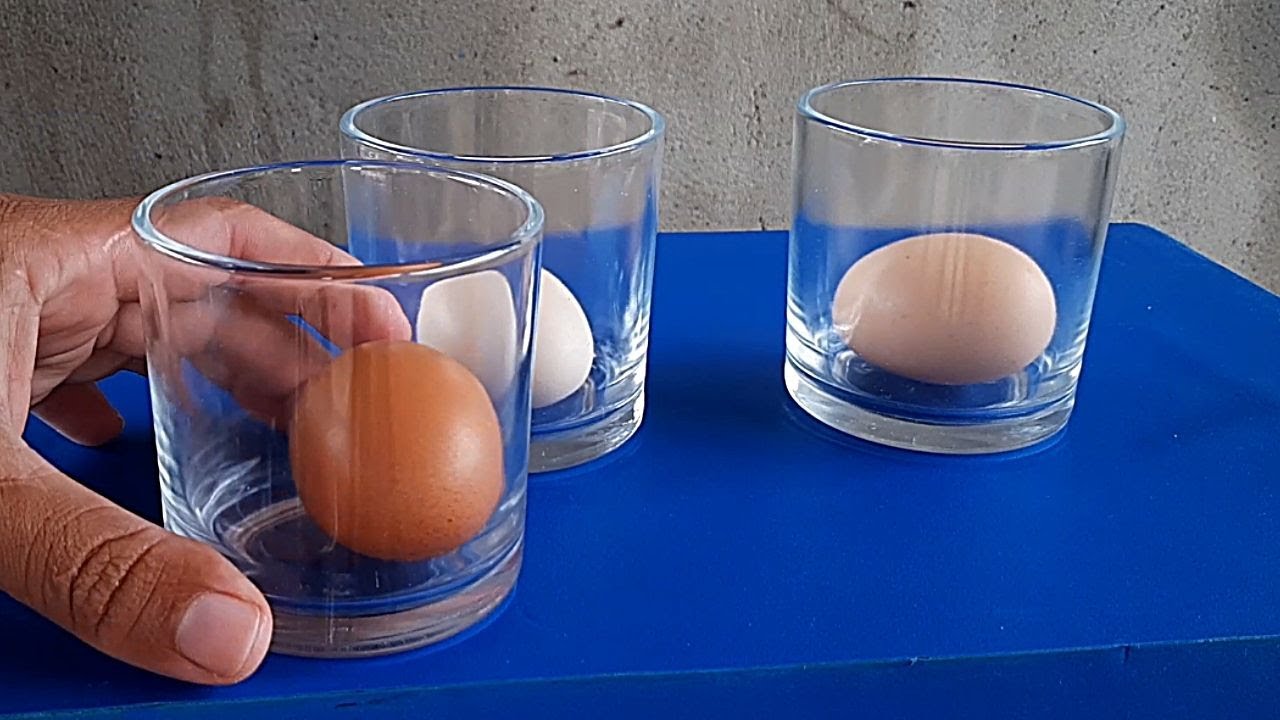 COMO SABER SE O OVO ESTA BOM PARA CHOCAR (Sem Erro)