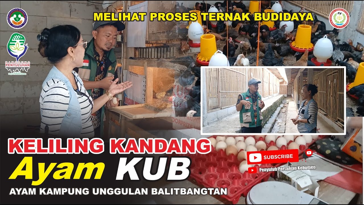 KELILING KANDANG, Melihat Proses Ternak Ayam KUB (Ayam Kampung Unggulan Balitbangtan)