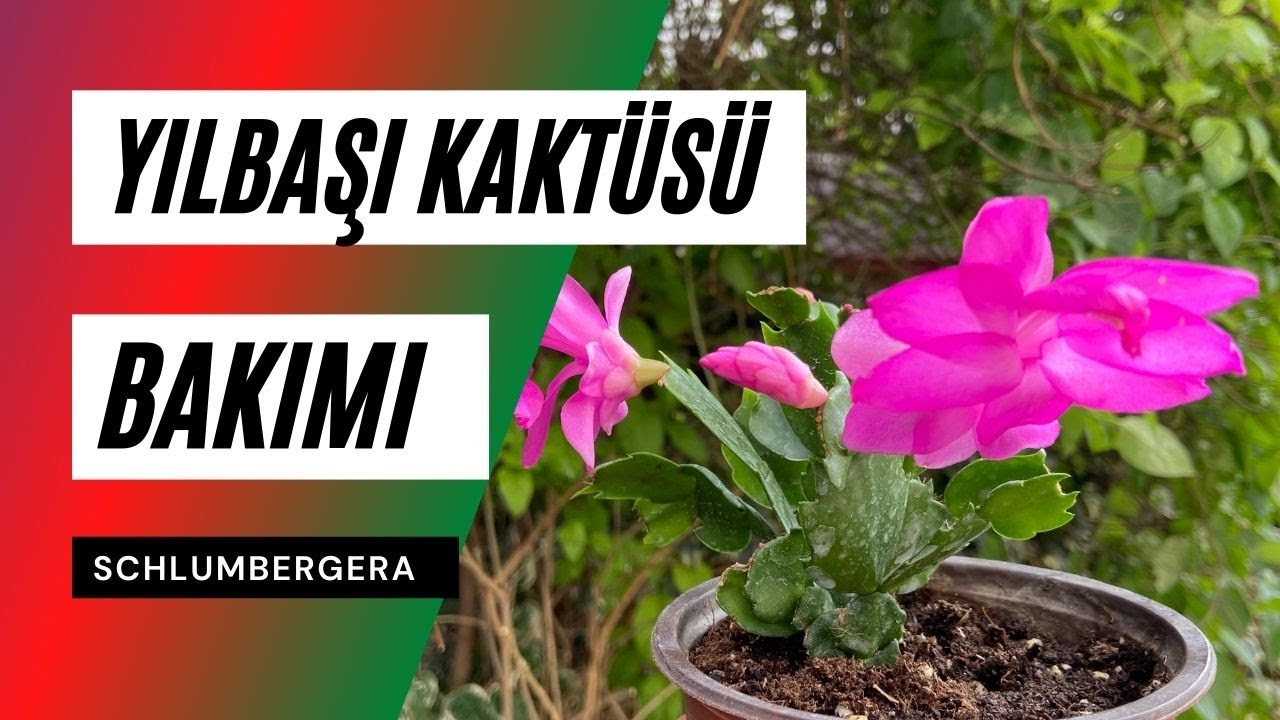 Yılbaşı Kaktüsü Bakımı 🍃 Çiçek Açtırma, Çoğaltma, Sulama (Schlumbergera bridgesii)