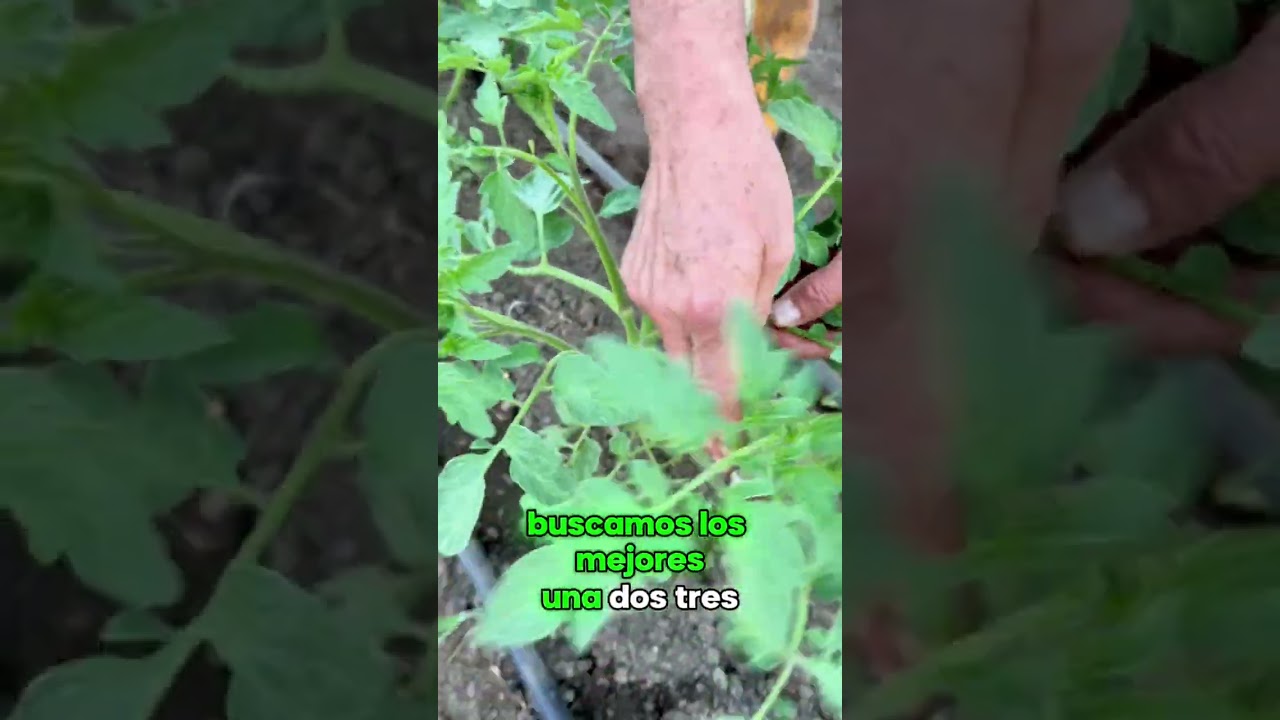 &iquest;C&oacute;mo sacamos 4 ejes en tomate?