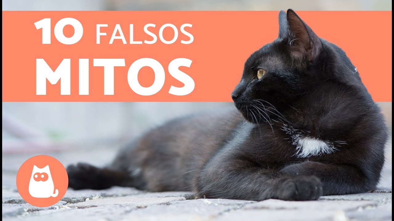 10 MITOS sobre los GATOS que debes DEJAR DE CREER