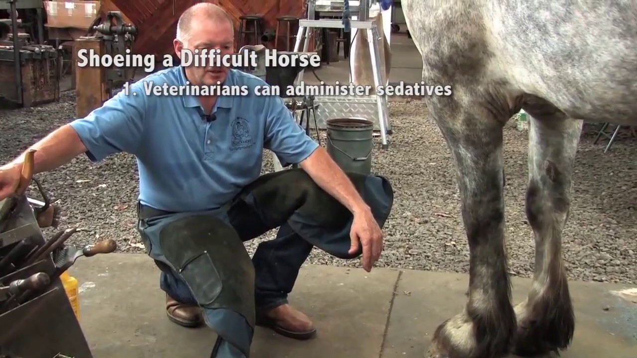 Shoeing a Draft Horse - Tips and Techniques Part 1 (Front Hoof Trimming)