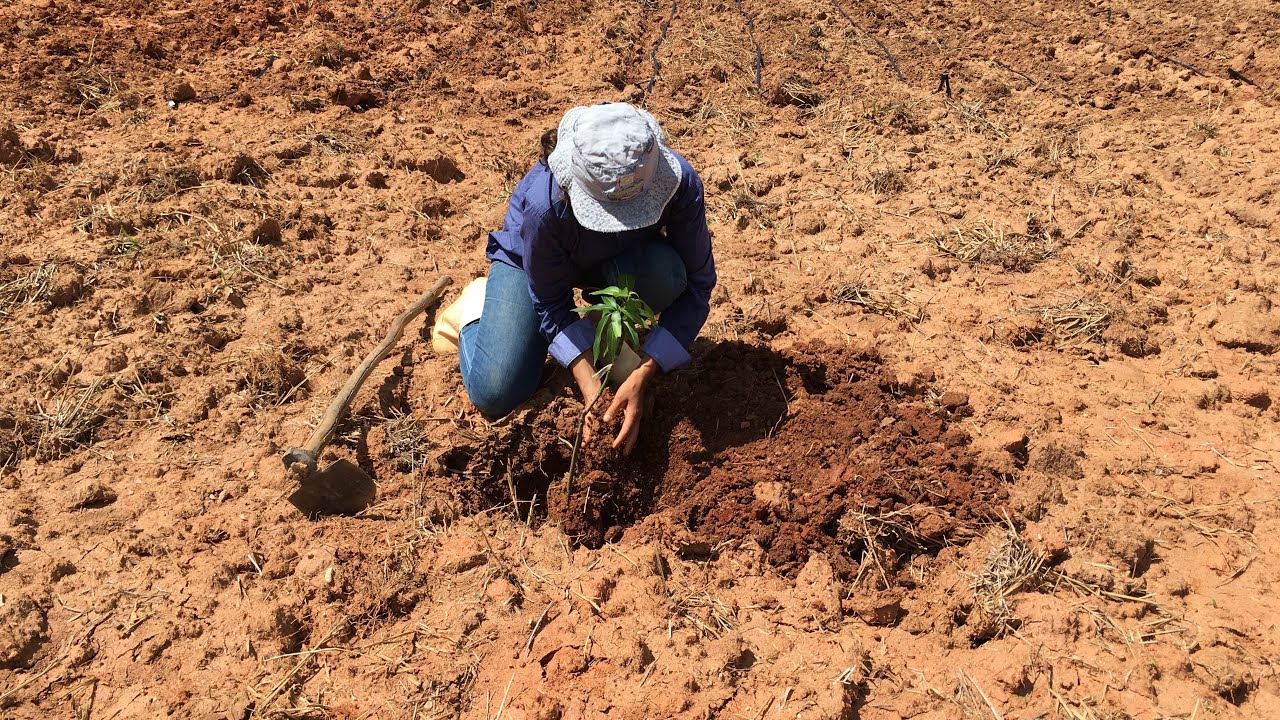 PLANTANDO  MANGA 🥭