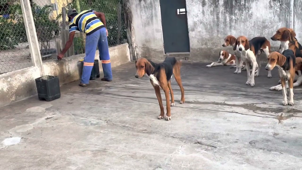 Matilha de foxhound mto bem cuidada