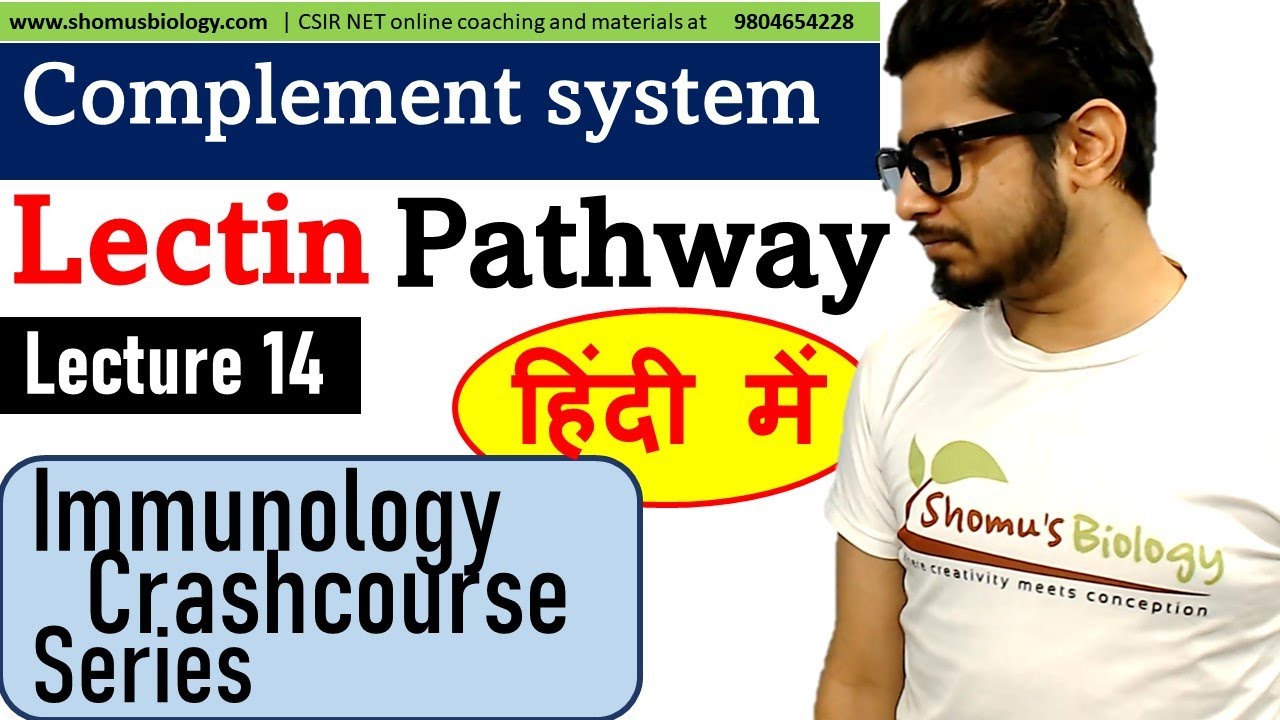 Complement system lectin pathway in Hindi