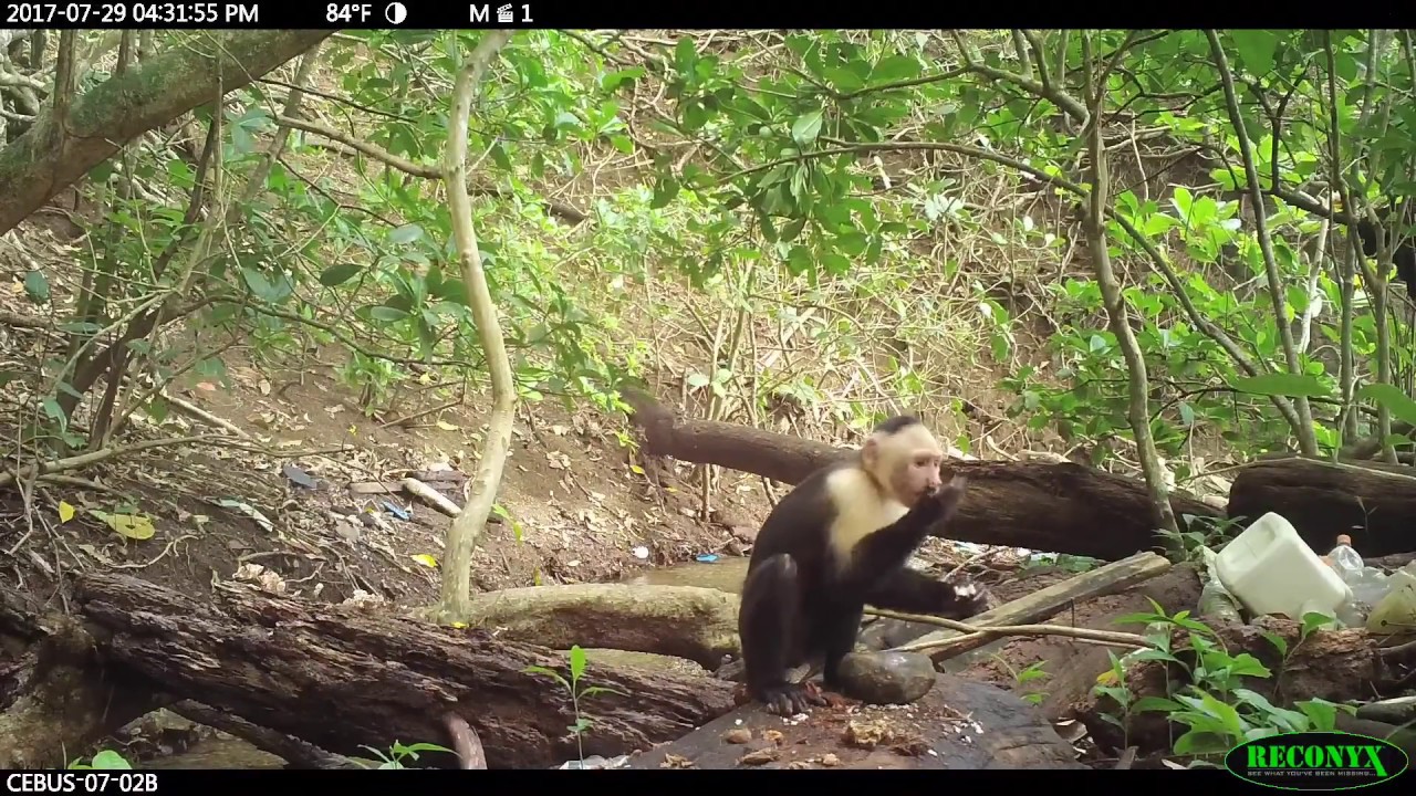 White-faced capuchin (Cebus capucinus imitator) stone tool use in Coiba National Park, Panama