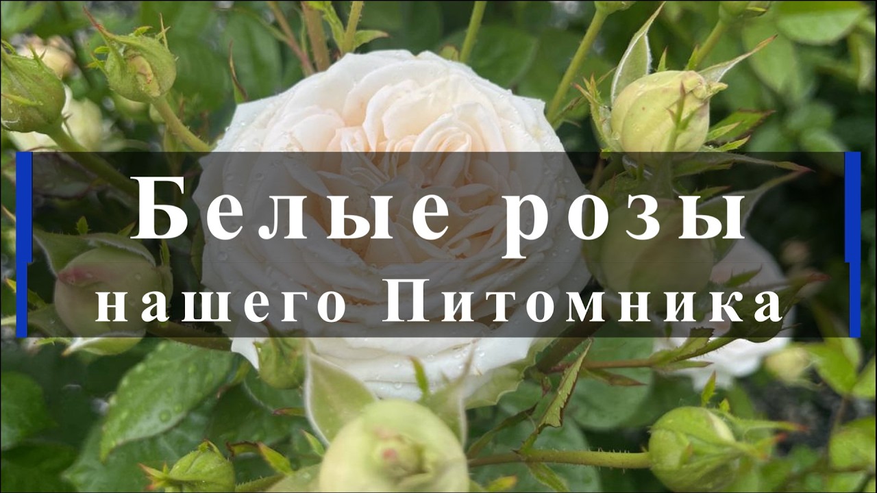 Белые розы нашего Питомника. Питомник растений Е. Иващенко