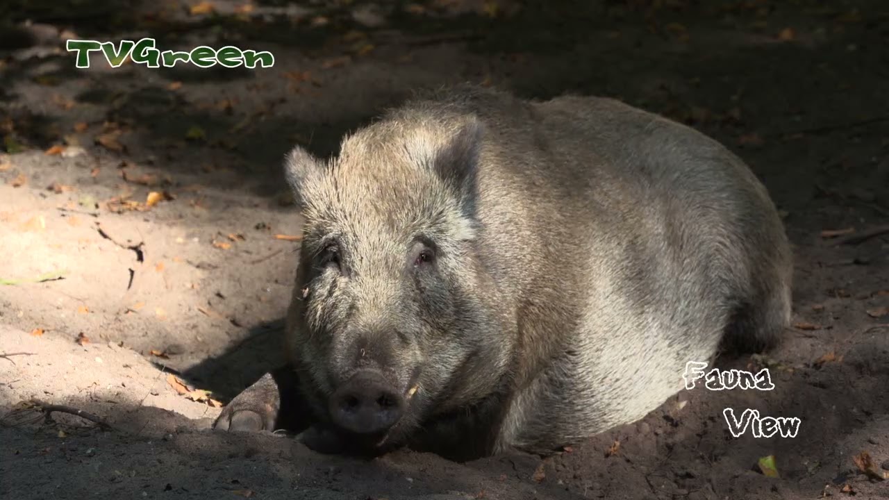 NatureNotes: Wild Boar Vibes