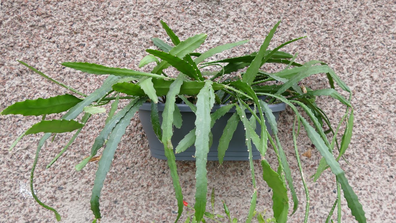 Epiphyllum Cactus Cuttings Update (New Wall Planter)