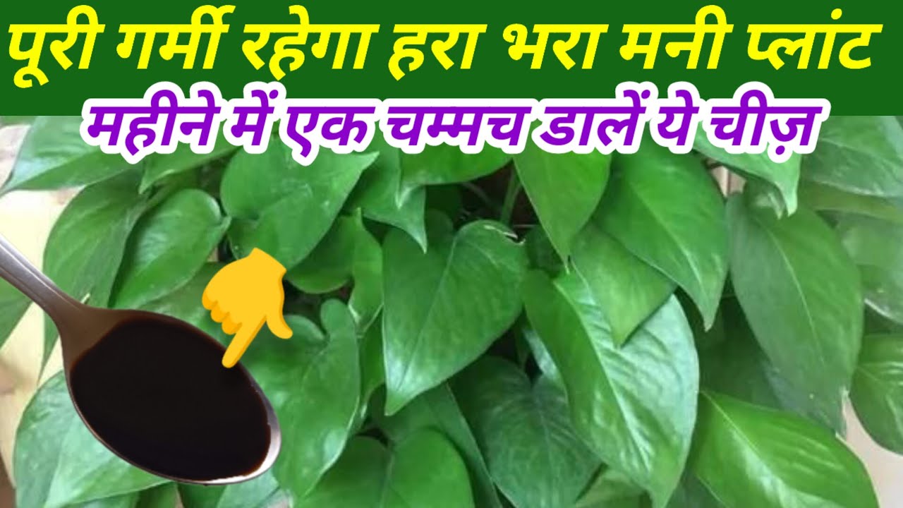 🟣पूरी गर्मी मनी प्लांट रहेगा हरा भरा पत्तियां बड़ी चमकदार महीने में एक चम्मच डालें ये चीज़ 🍀🍀