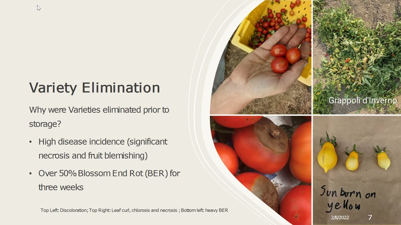 2022 Dry Farmed Winter Storage Tomato Variety Trial Research Updates