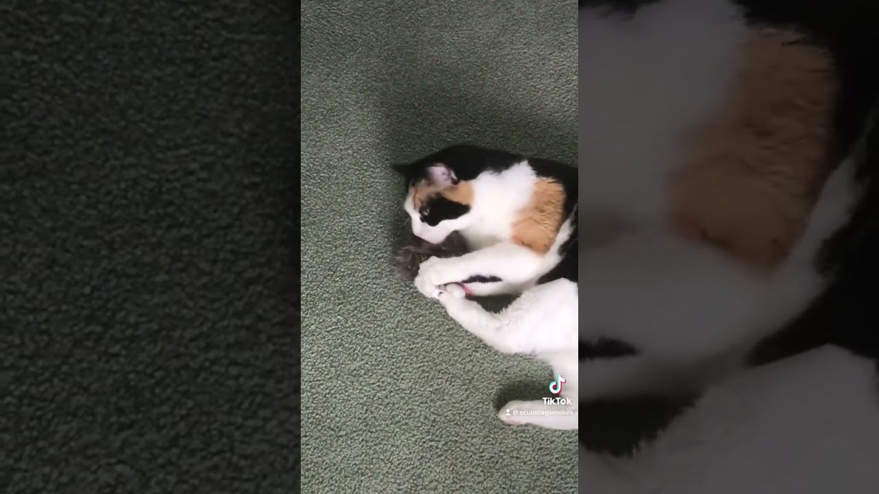 Jasmine Loves Her Mouse #cat