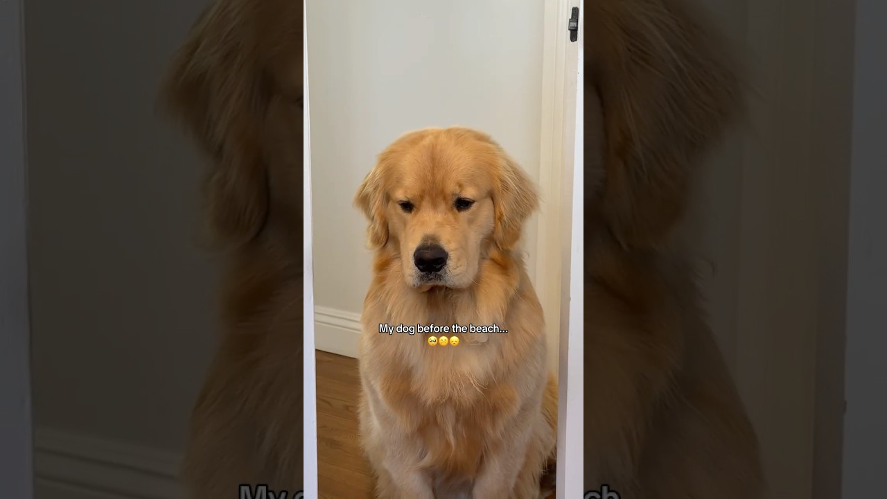 My dog before the beach vs at the beach... 🤭 #dogshorts #funnydogs #beachlife #goldenretriever
