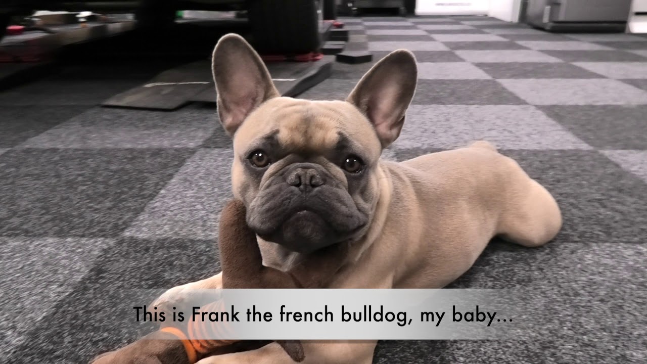 1965 Mk 1 Austin Cooper S - Miracle Detail featuring Frank the french bulldog!