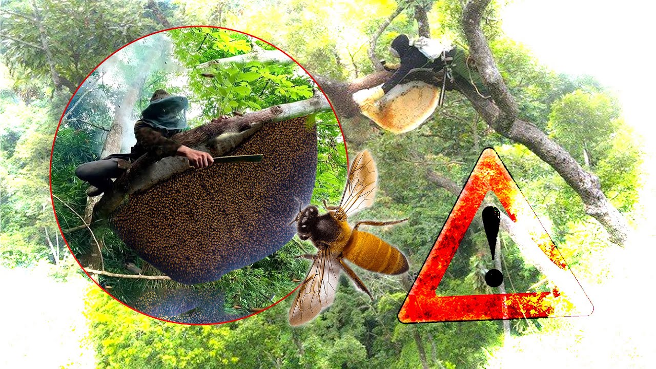 The Journey to Harvest Wild Honey (Apis dorsata) &ndash; Dangerous but Worth It!