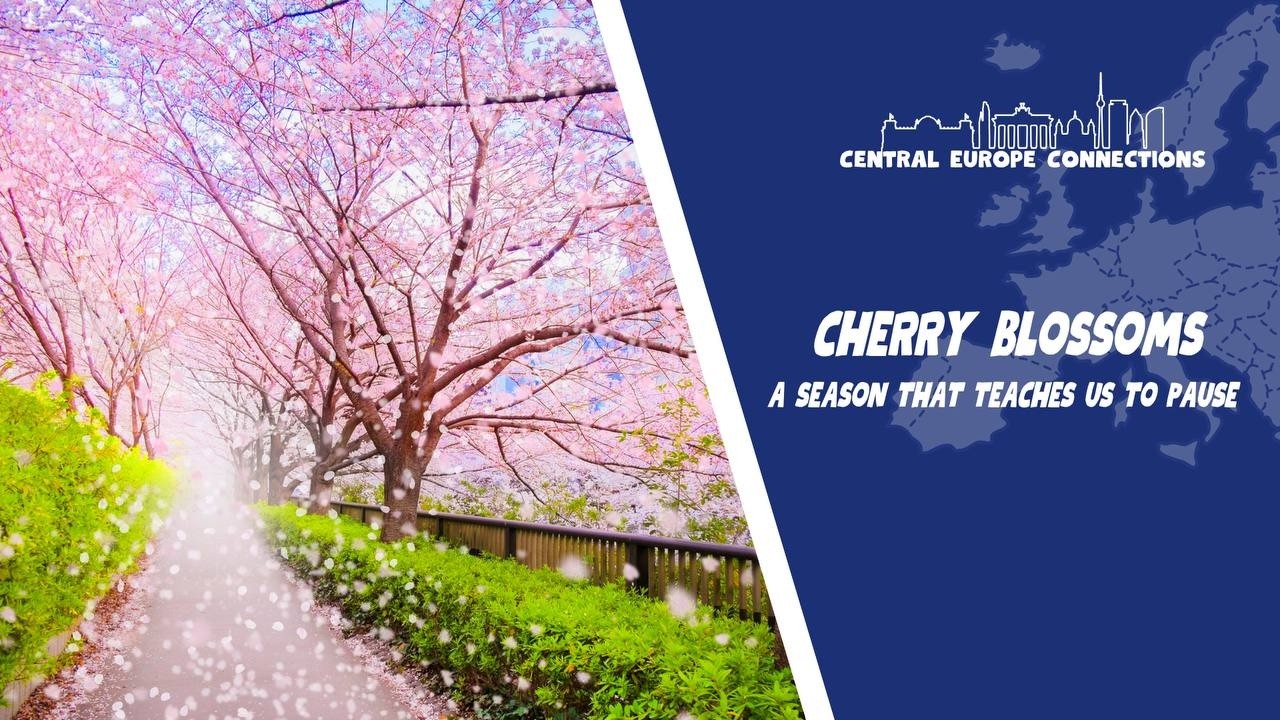 Cherry Blossoms: A Season that Teaches us to Pause | Central Europe Connections | March 23, 2026