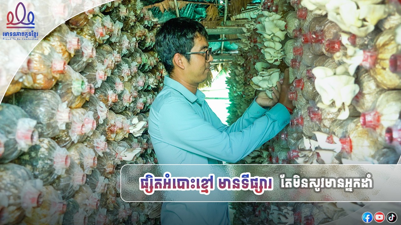 ផ្សិតអំបោះខ្មៅមានទីផ្សារ តែមិនសូវមានអ្នកដាំ