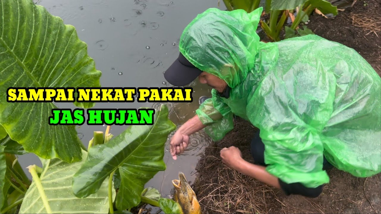 HUJAN TURUN BELUT BESAR SEMAKIN GANAS‼️MANCING BELUT DI KOLAM