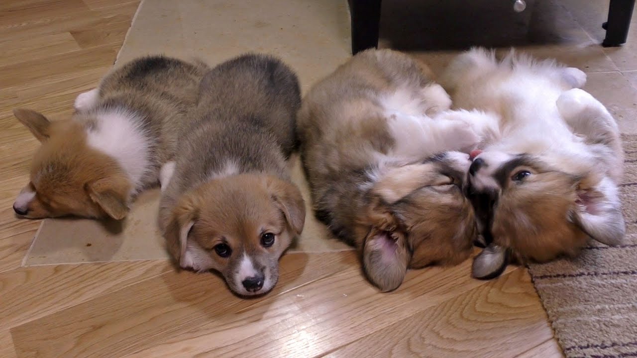 cute corgi puppies sleep / お昼寝するコーギー子犬と寝ないコーギー子犬 20150606 Part 7 welsh corgi pembroke