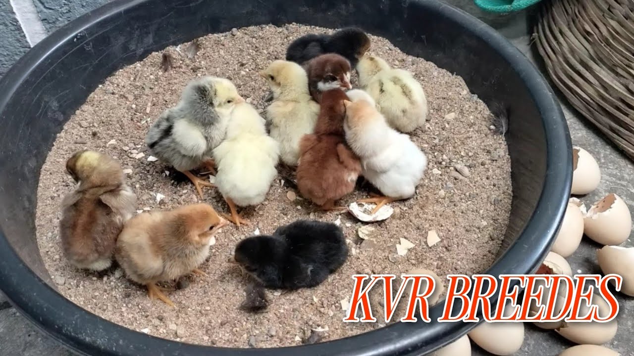 //KVR BREEDES venkat#please subscribe me#viral video 