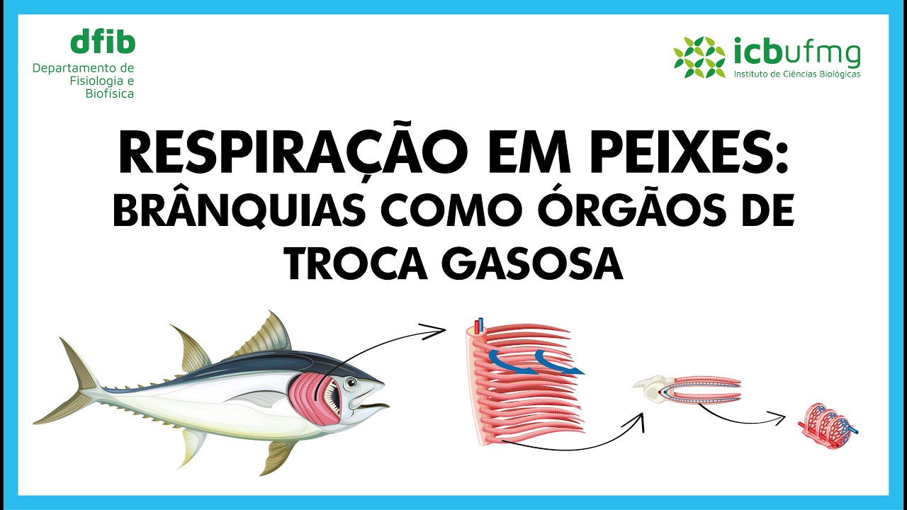 Respiração em peixes: brânquias como órgãos de troca gasosa