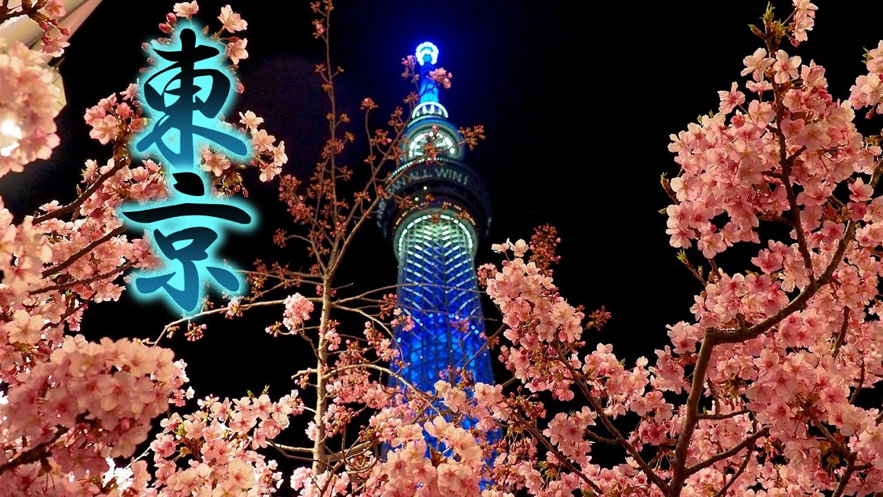 【Cherry blossoms】 The start of sakura season at Tokyo metropolitan area. #4K #桜神宮　#おかめ桜