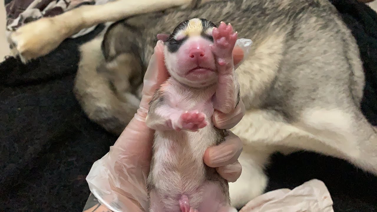 Labor and delivery of Siberian Husky | Nanganganak na aso | Husky giving birth | #dogdelivery #husky
