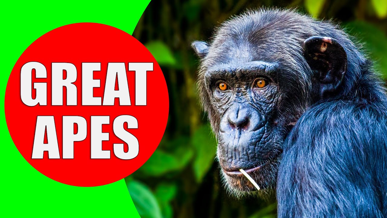 THE GREAT APES - Gorillas, Orangutans, Chimpanzees, and Bonobo Apes - Ape Monkey & Ape Sounds