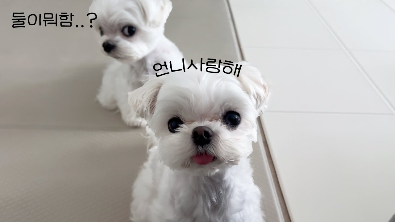 삐진 말티쥬랑 화해하는 법