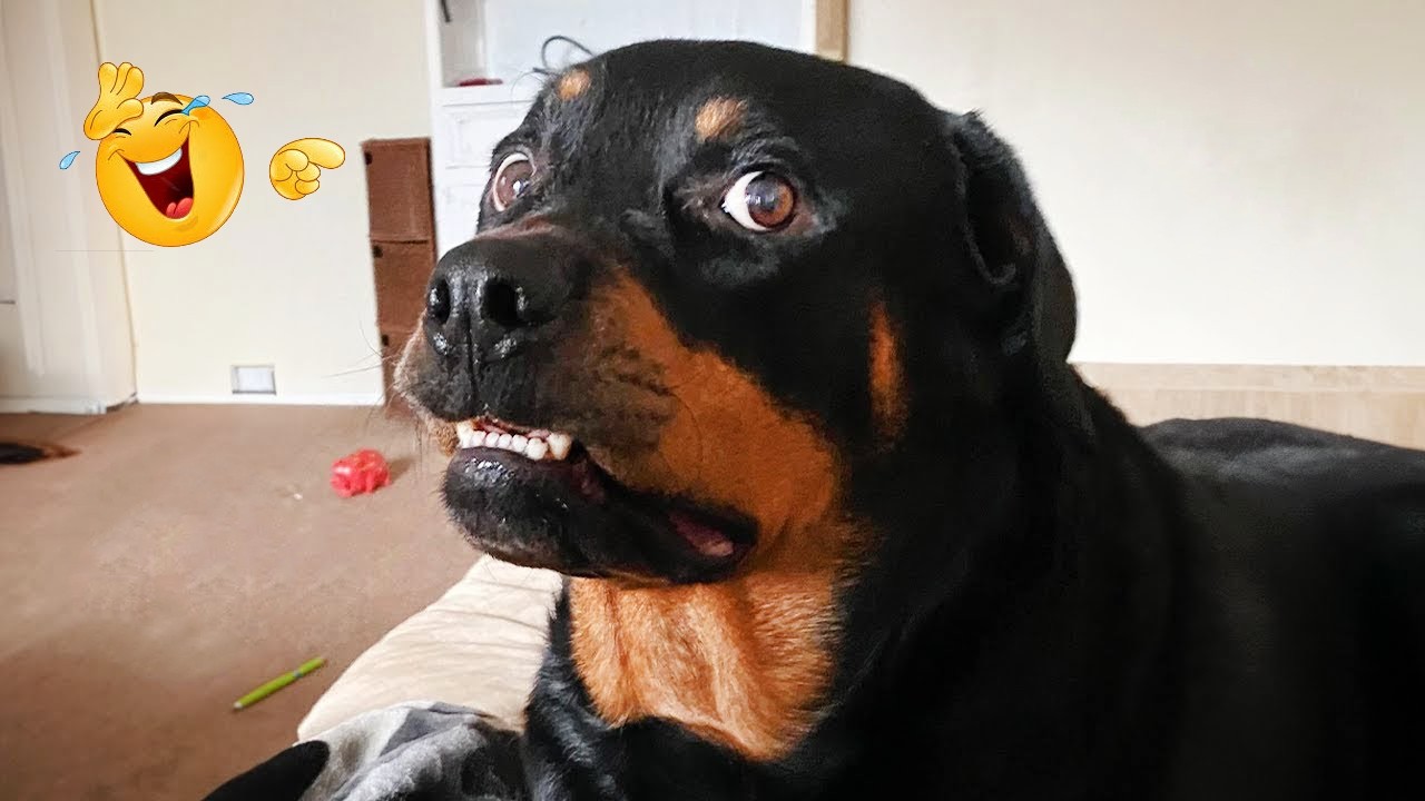 I Can’t Stop Laughing at These Hilarious Dogs 😂 Funny Dog Moments 2026 #59