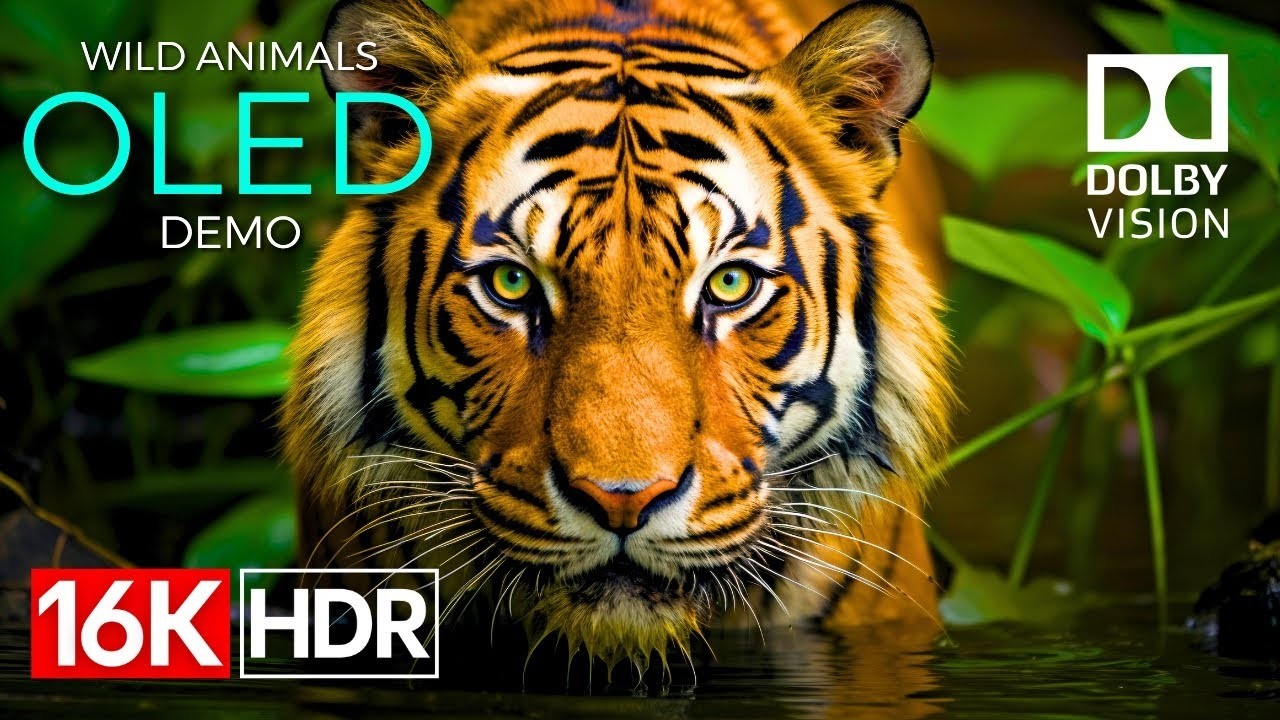 Beyond Reality — The Most Detailed 8K HDR Video Ever Made #8K #4K #HDR #dolbyvision